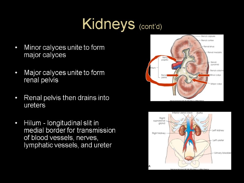 Kidneys (cont’d) Minor calyces unite to form major calyces  Major calyces unite to